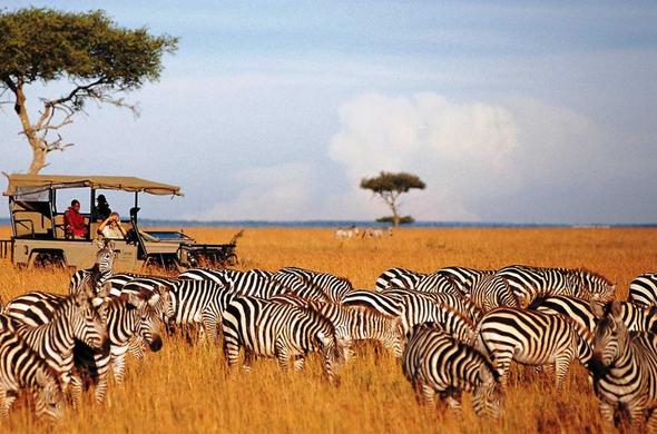 Zebras